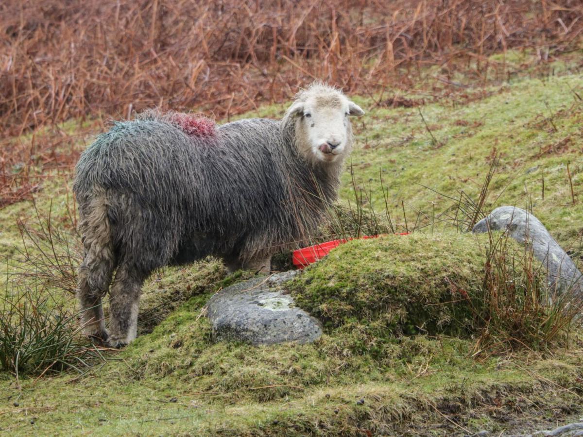 Windermere Kendal Luaran gambar